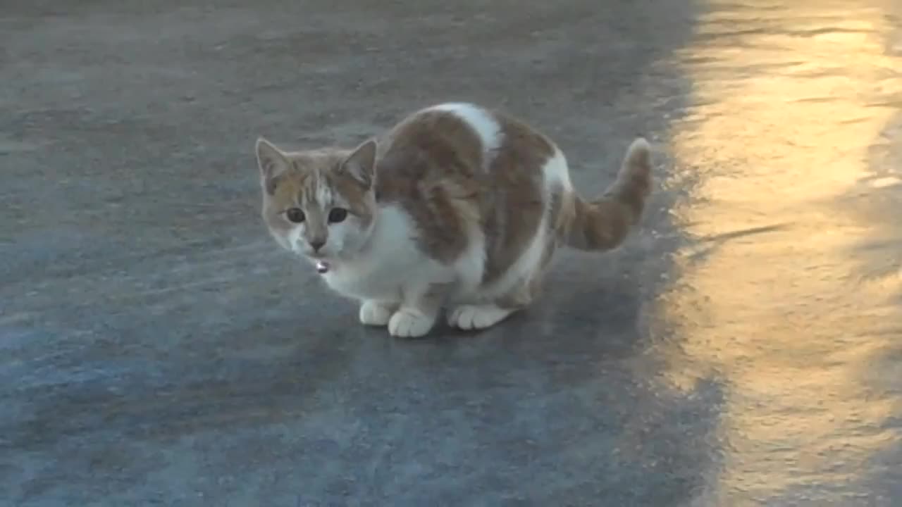 Cat on ice for the first time footage