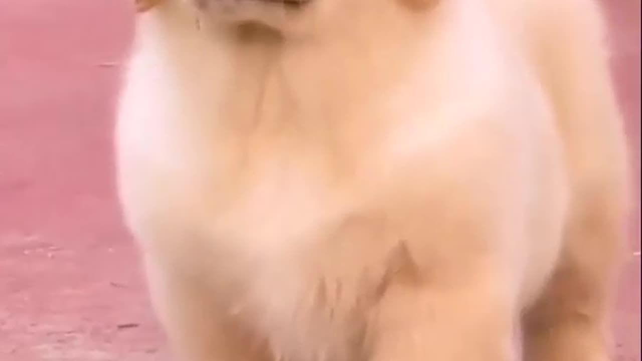 Dog enjoy walking on the road