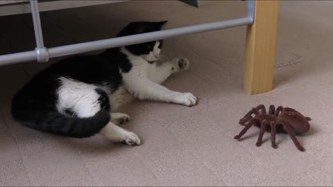 A cat afraid of spiders