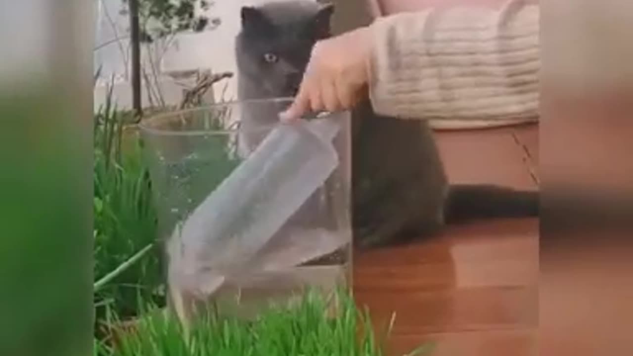 Funny Cats