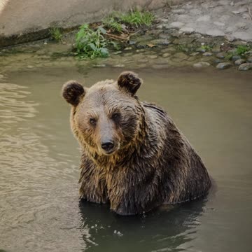 Facts of bear || bear