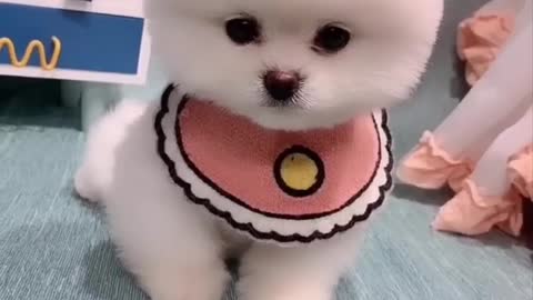 Cute and Funny Pomeranian Videos