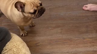 Teaching a Frenchie Not to Chew Slippers