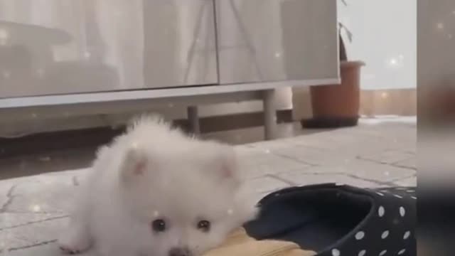 So Cute Cats ♥ Best Funny Cat Videos 2021