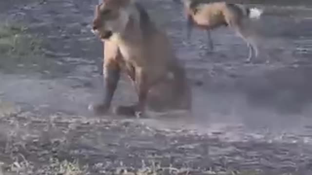 Wild dogs attack Lion #animal #shorts #shortvideo #animals