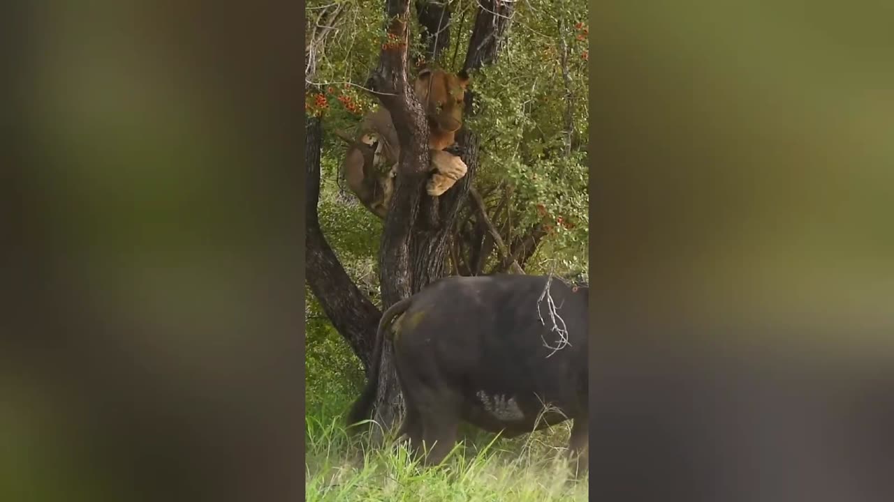 Buffalo tries to bite a lion's balls