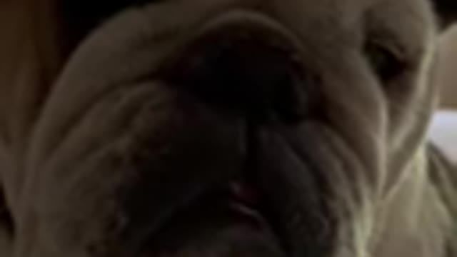Dogs Voting for Beto