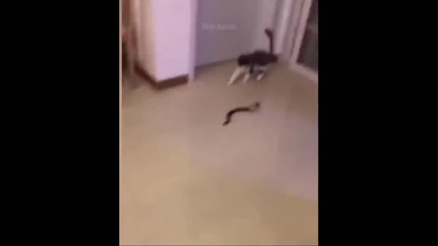 funny cat video 2022 animals video