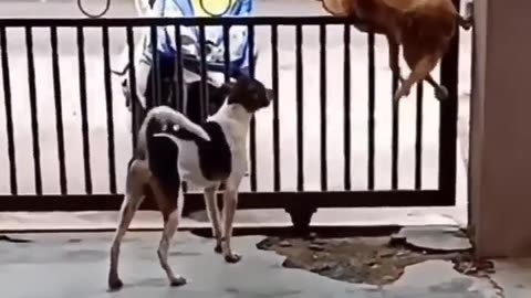 Dog Atrocities