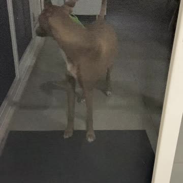 He’s looking for bugs on the fly screen door 👇 See the Description for a Surprise!