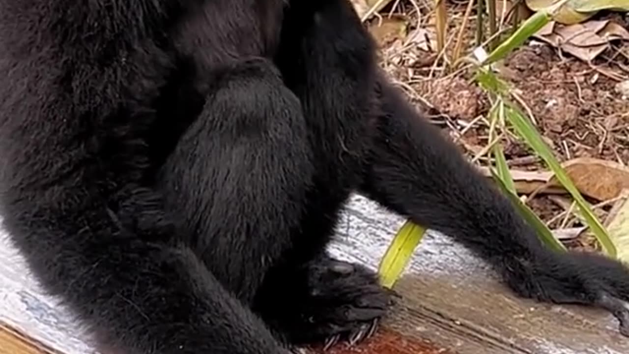 Cute monkey