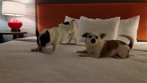 Dogs love hotel beds