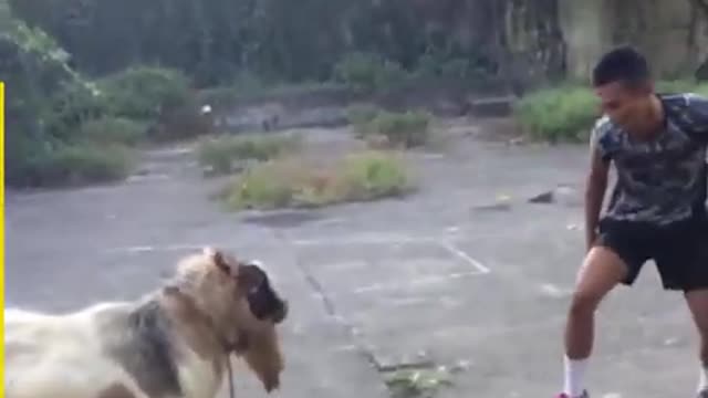 😂Funny animals video! 💥