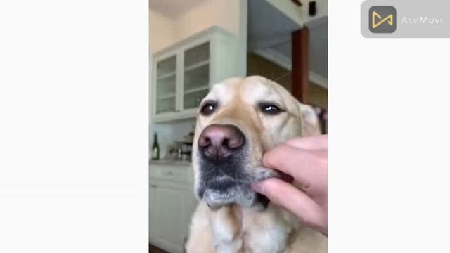 Does your dog make this sound