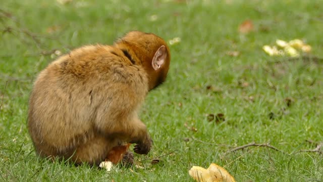 Cute Little Baby Monkey Yoko Activity Fun Playing With Friend Puppies Before Routine Bathing.