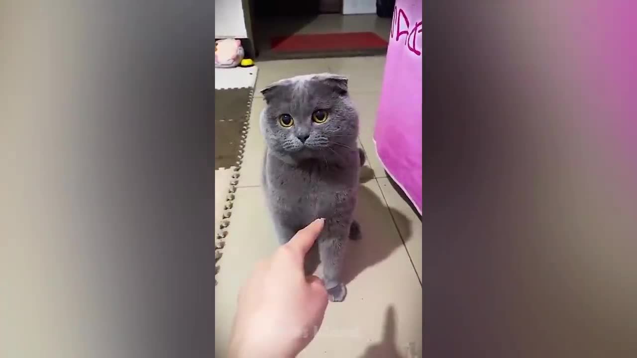 The Funniest Dog Reaction Ever | Funny Pets video compilation
