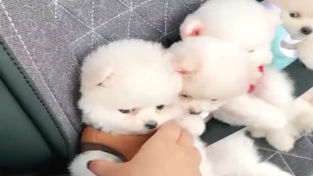 So beautiful puppies