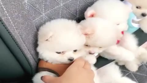 So beautiful puppies