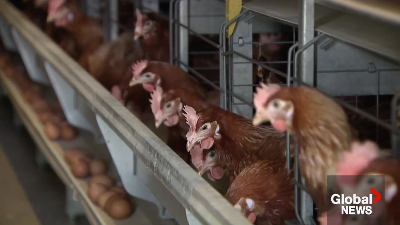 WHO says Bird flu risk to humans an enormous concern,” but what should you know