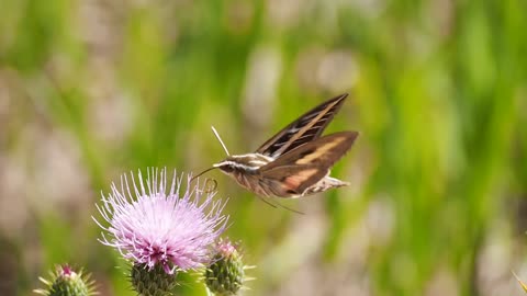 Amazing Butterfly Drinking Juice of a Flower