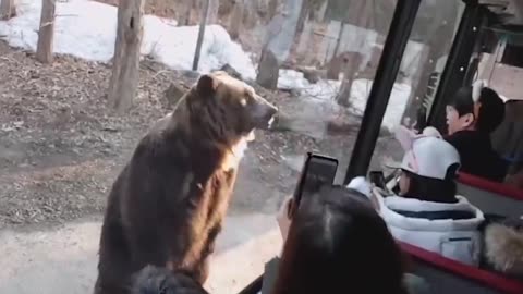 Moments of Animal Genius That Will Amaze You