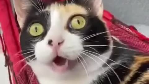 OMG Funny Cat