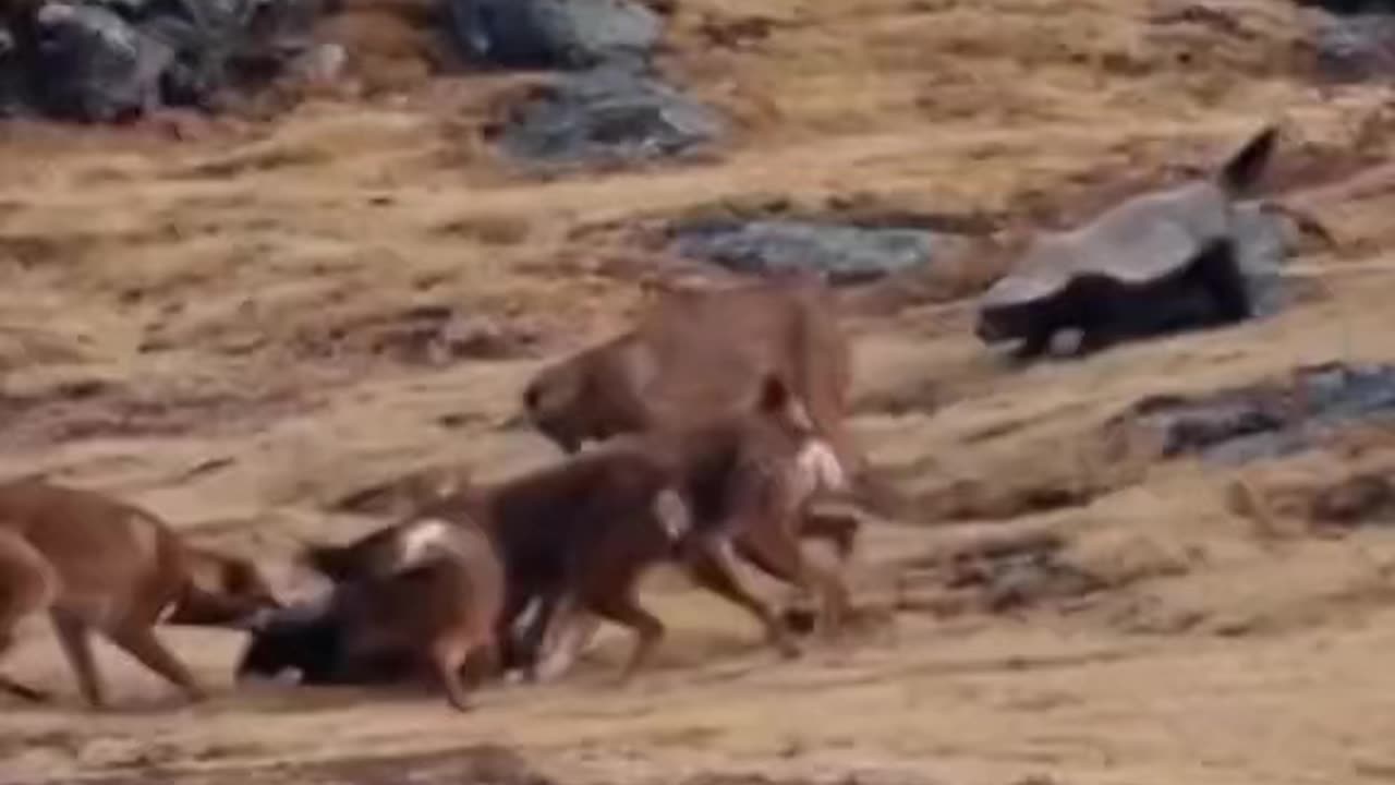 He doesn't care of jackals