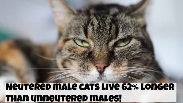 Surprising Facts About Male Cats