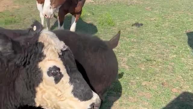 Every one is hungry. Texas cows and horses want some food.