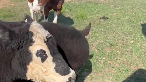 Every one is hungry. Texas cows and horses want some food.