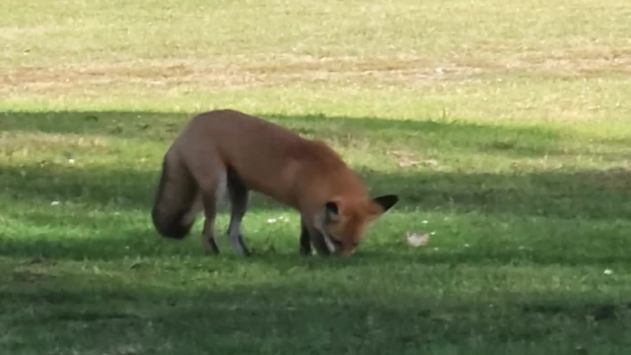 Fox goes primal