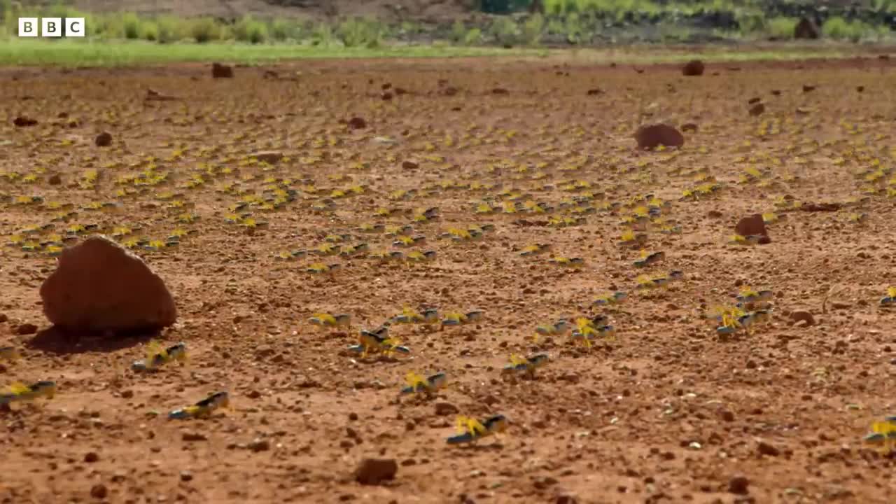Locust Plague Devours 40,000 Tonnes of Vegetation | Earth's Tropical Islands | BBC Earth
