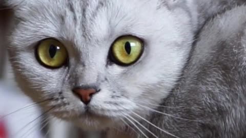 ADORABLE GREY SHY CAT RESTING