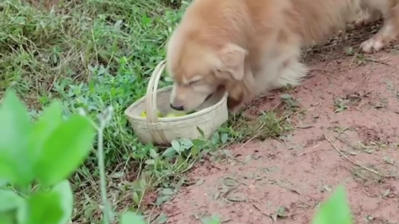 Picking fresh fruits with my furry friend 🍎🐾