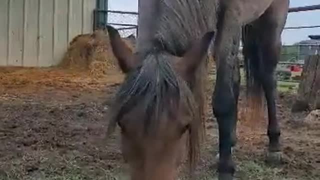 Hugh munching some grass