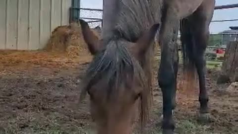 Hugh munching some grass