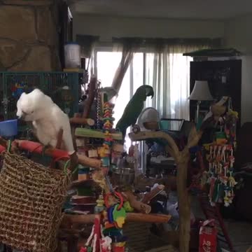 Dog and parrot go crazy for mailman's arrival