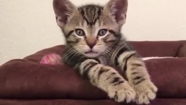 A cat lying on the sofa