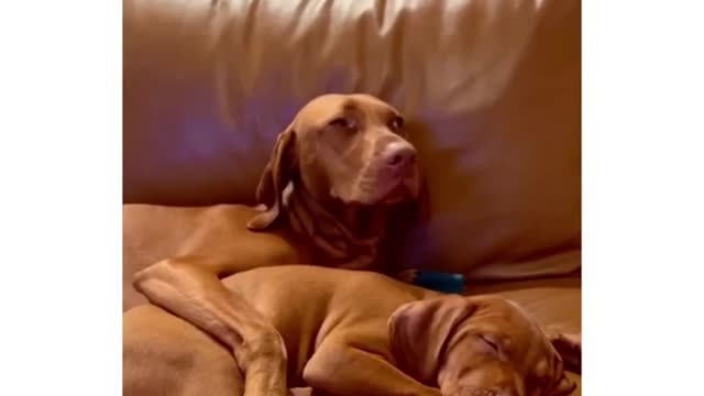 The Connection Between a Dog's Daily Routine and Happiness