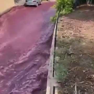 Incredible moment a river of red wine flows through Portuguese town