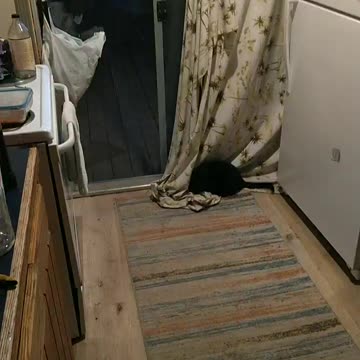 curtain zoomies