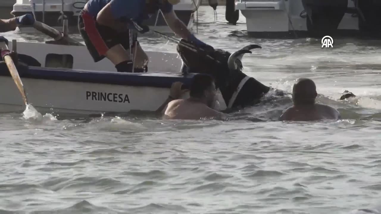 Bull festival in Spain