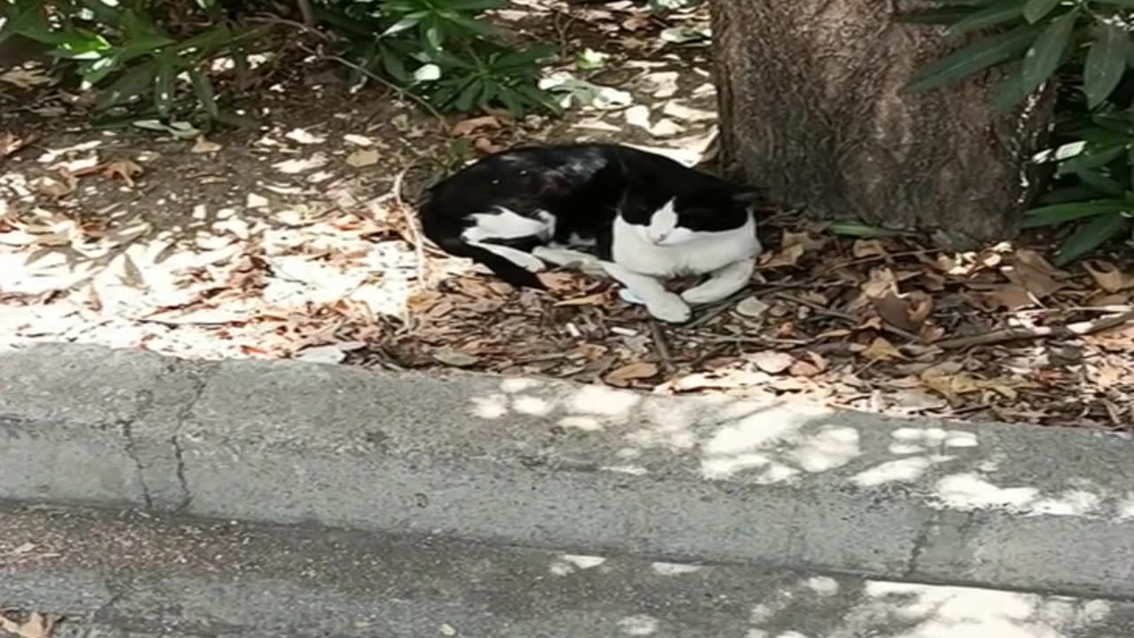 A cute and beautiful cat is resting