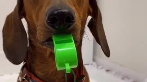 Dog dog is very funny in the animal world whistle