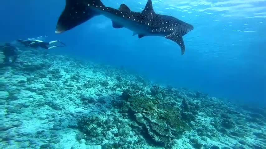 MALDIVES WHAKE SHARKS