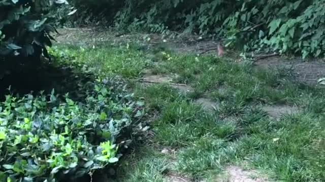 I accidentally gave Bubba my Breath Savers and he refused to give them back