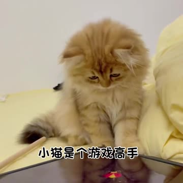 CAT PLAYING WITH TAB