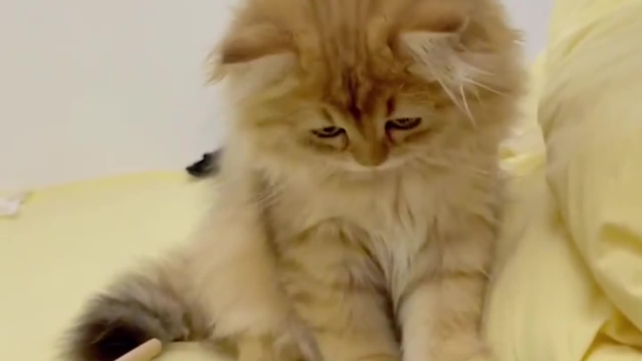 CAT PLAYING WITH TAB