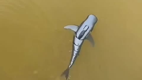 Amazing RC Shark 🦈 Gadgets