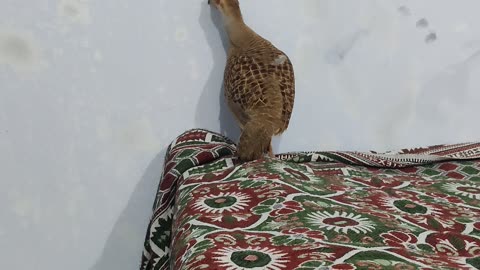 Grey Francolin